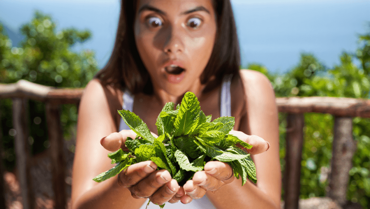 Canicule : il y a une herbe aromatique qui rafraîchit le corps
pendant les fortes chaleurs, la voici