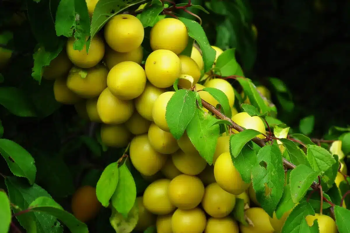 Mirabelles fra&icirc;ches dans une assiette, pr&ecirc;tes &agrave; &ecirc;tre consomm&eacute;es ou cuisin&eacute;es