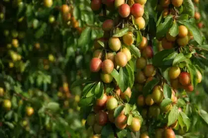 Mirabelles fraîches dorées dans les mains, posées sur une table en bois avec d'autres fruits mûrs