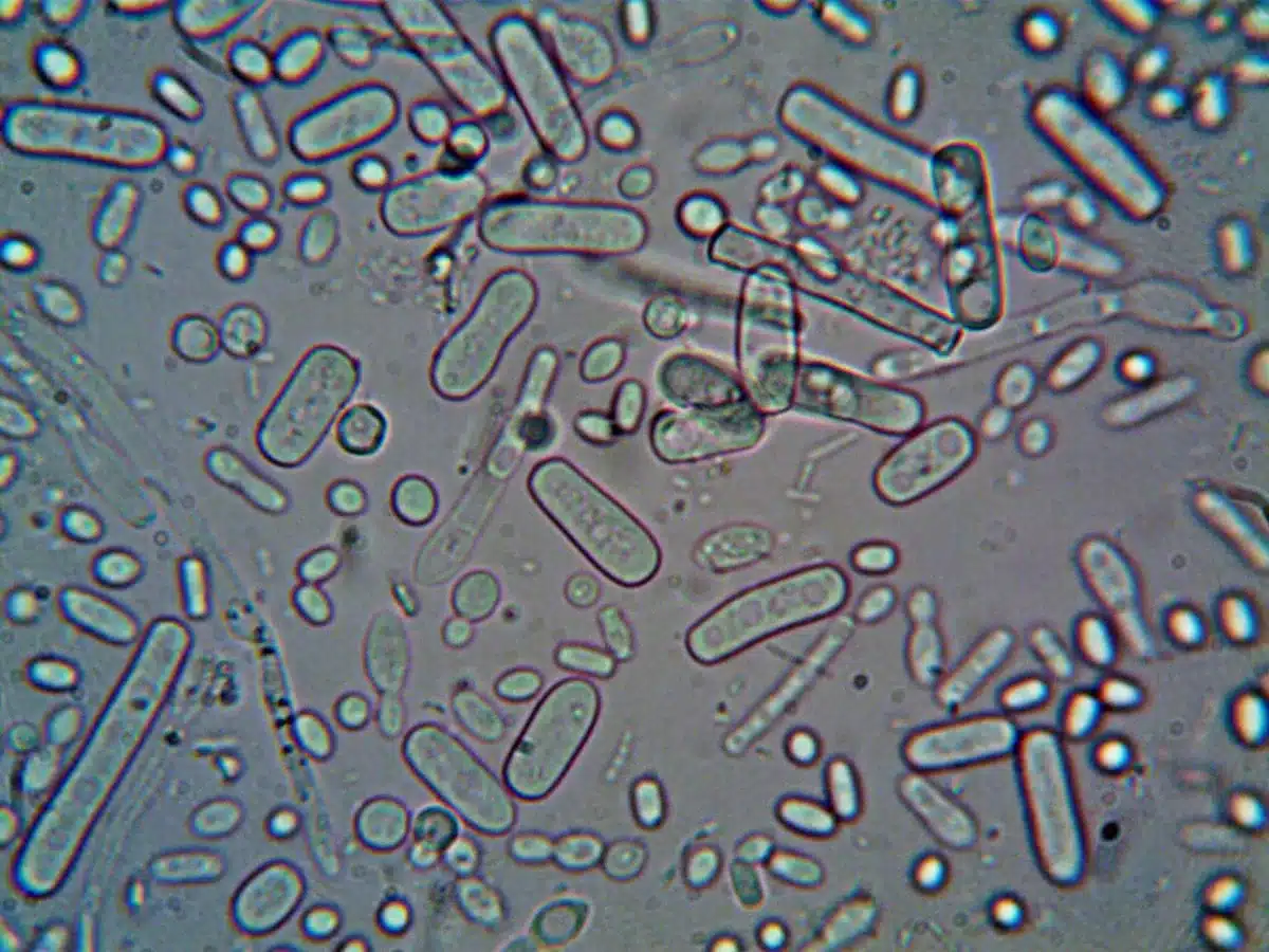 Vue microscopique de bact&eacute;ries intestinales montrant leur diversit&eacute; et leur structure