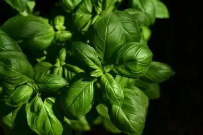 Bouteilles d'huile de cuisson sur un plan de travail de cuisine avec des légumes frais