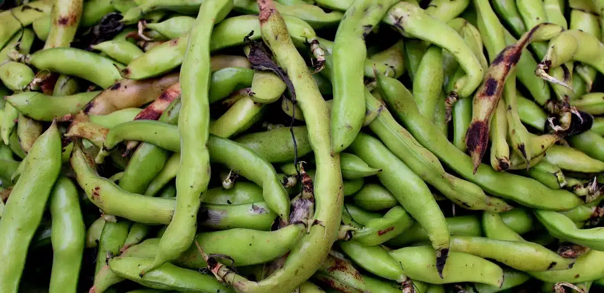 Assiette de haricots verts frais, source de fibres et de vitamines essentielles