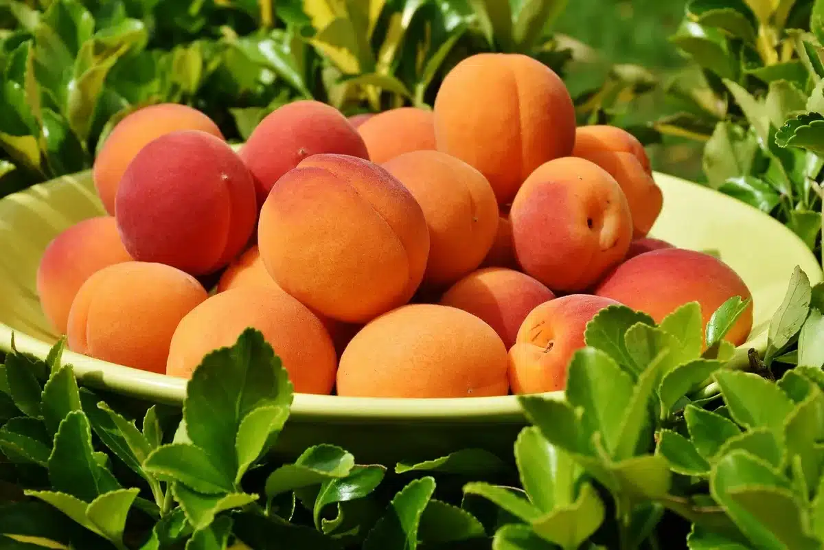 Coupes de frozen yogurt avec fruits frais, sur une terrasse en journée
