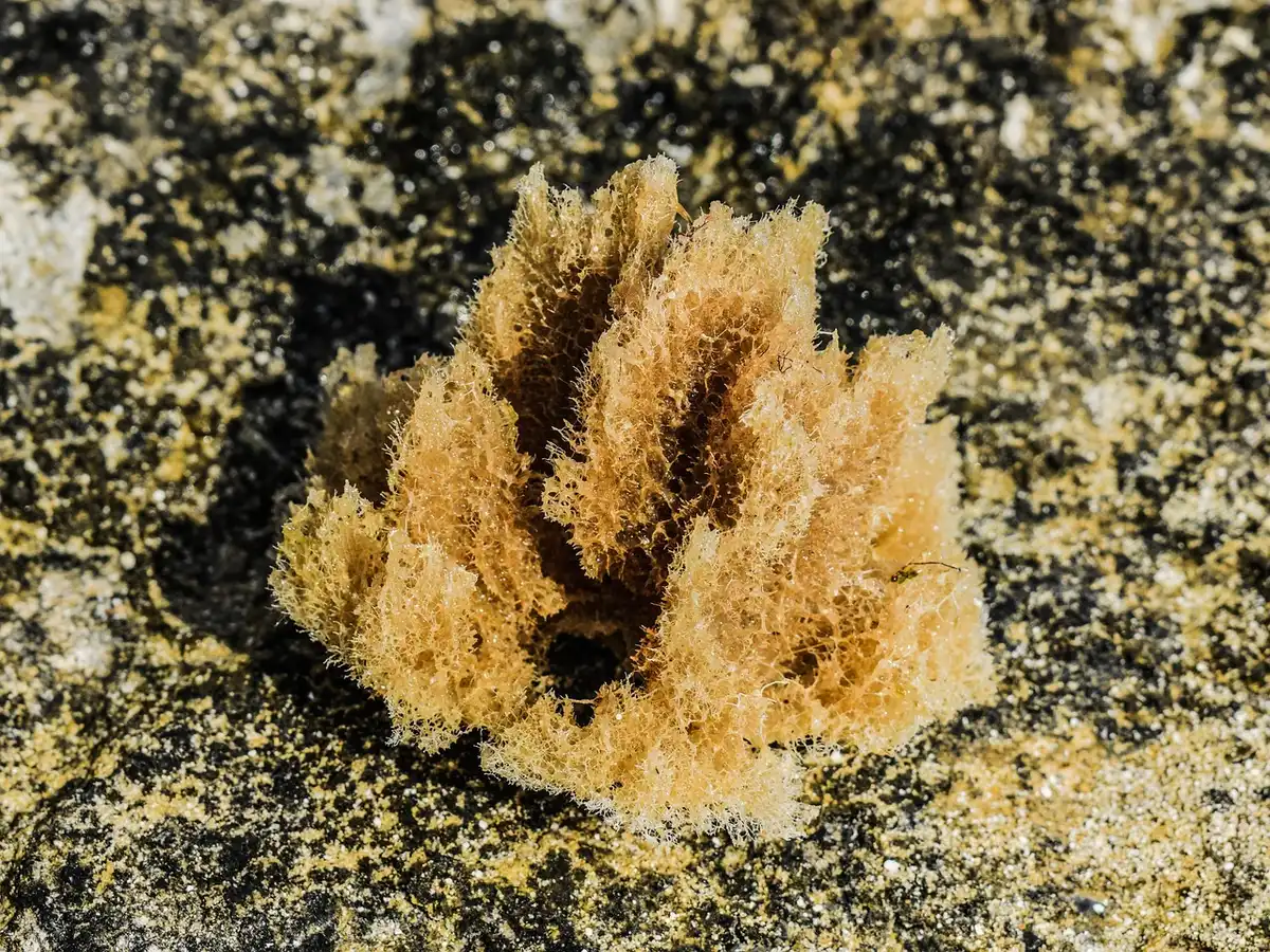 Gros plan sur la porosité d'une éponge de cuisine humide